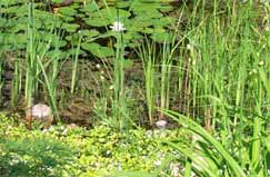 Leistungen rund um den Garten